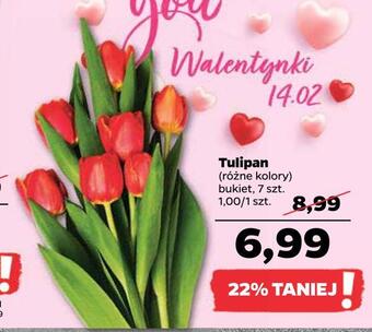 Netto Tulipan oferta
