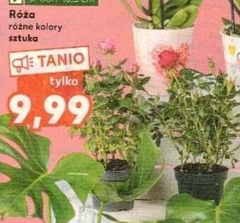 Kaufland Róża oferta