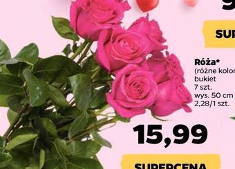 Netto Róże oferta