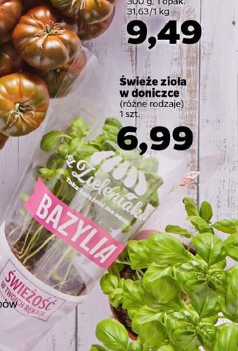 Netto Świeże zioła w doniczce 1szt, oferta