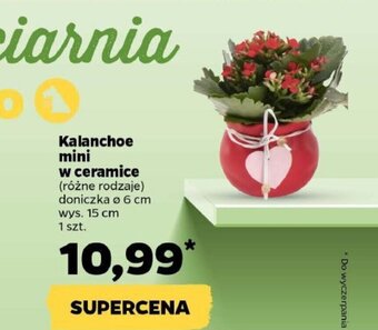 Netto Kalanchoe mini w ceramice oferta