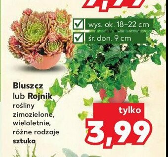 Kaufland Rojnik don. 9 cm 1 SZT oferta