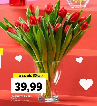 Lidl Tulipany 35 cm oferta