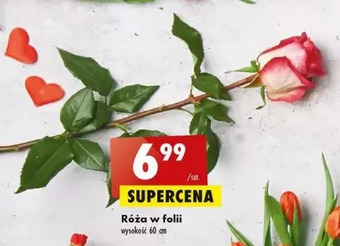 Biedronka Róza oferta