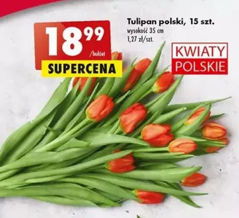 Biedronka Tulipany oferta