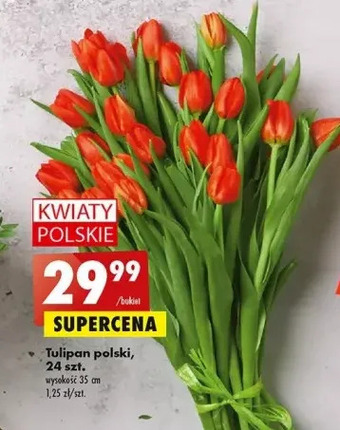 Biedronka Tulipan 35 cm oferta
