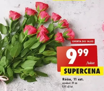 Biedronka Róże oferta
