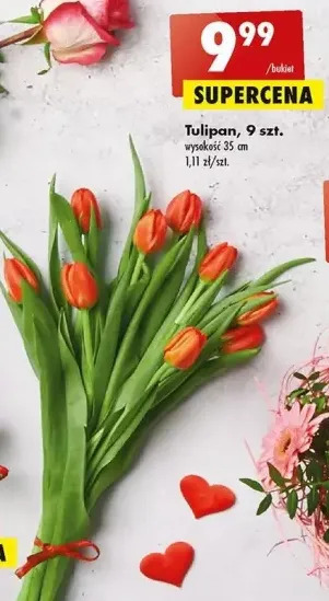 Biedronka Tulipany 35 cm oferta