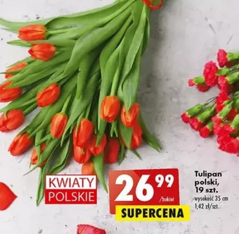 Tulipan 35 cm