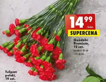 Biedronka Goździk oferta