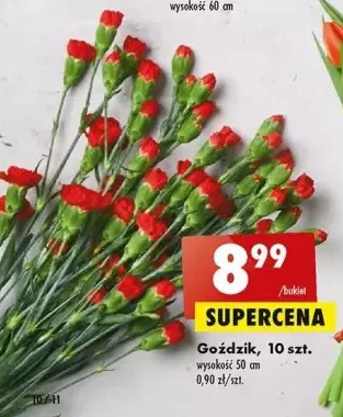Biedronka Goździki oferta