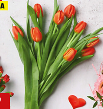 Biedronka Bukiet tulipanów oferta