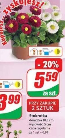 Stokrotka