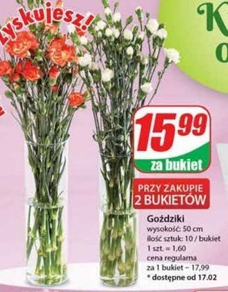 Dino Goździki 50 cm oferta