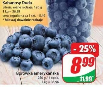 Dino Borówki amerykańskie oferta