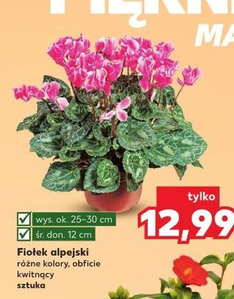 Kaufland Fiołek alpejski oferta