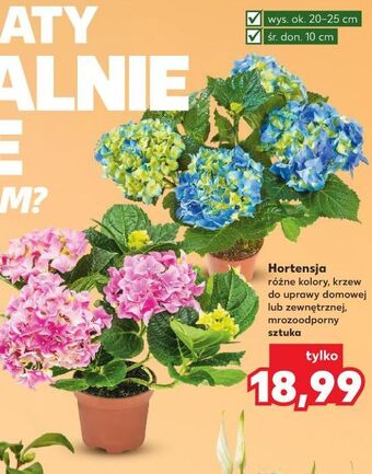 Kaufland Hortensja oferta