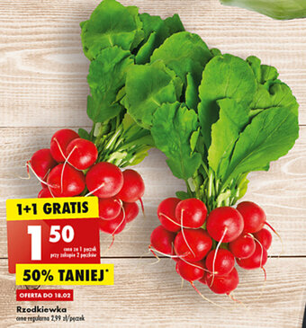 Biedronka Rzodkiewka pęczek oferta