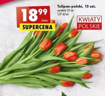 Biedronka Tulipan polski 15szt oferta