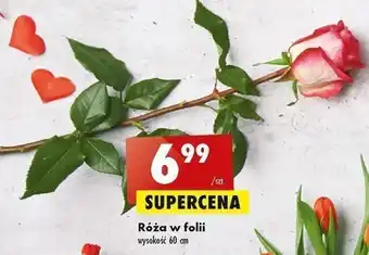 Biedronka Róża w folii 60cm oferta