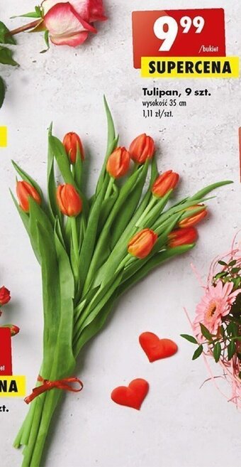 Biedronka Tulipan 9szt oferta