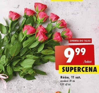 Biedronka Róża 11szt oferta