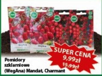 Szarotka WegAna Pomidory szklarniowe oferta
