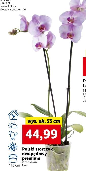 Lidl Storczyk dwupędowy premium oferta