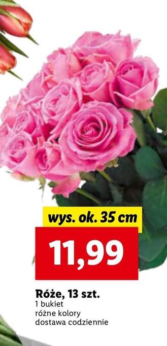 Lidl Róże 35 cm oferta