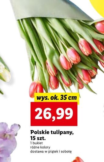 Lidl Tulipany polskie 35 cm oferta