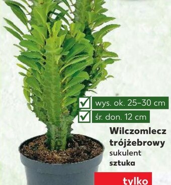 Kaufland Kwiat oferta