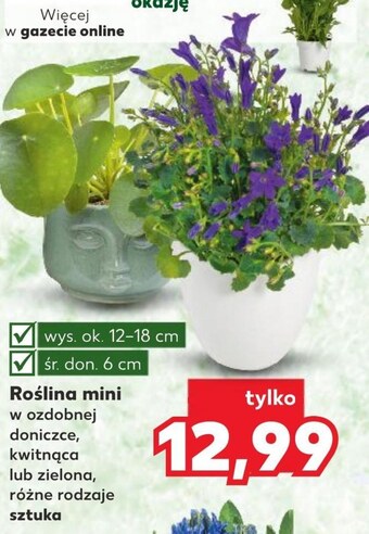 Kaufland Roślina oferta