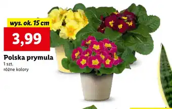 Lidl Polska prymula wys. 15cm oferta