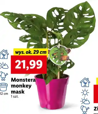 Lidl Monstera monkey mask wys. 29cm oferta