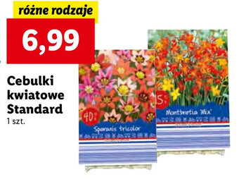 Lidl Cebulki kwiatowe Standard oferta