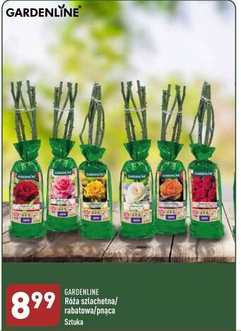 ALDI Róża szlachetna garden line oferta