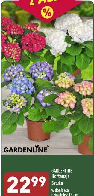 ALDI Hortensja garden line oferta