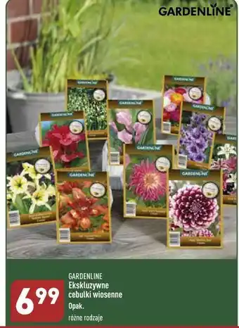 ALDI Cebulki wiosenne garden line oferta