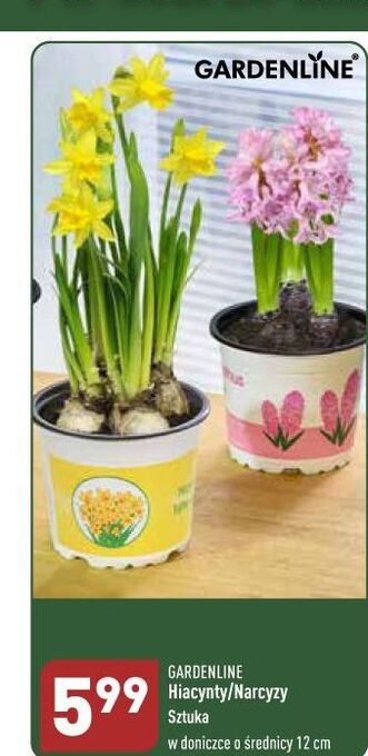 ALDI Hiacynt doniczka 12 cm garden line oferta
