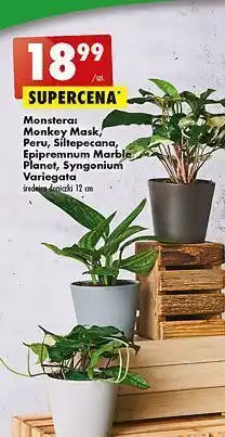 Biedronka Monstera monkey mask 12 cm oferta