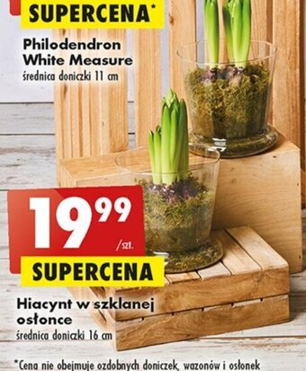 Biedronka Hiacynt w szklanej osłonce oferta