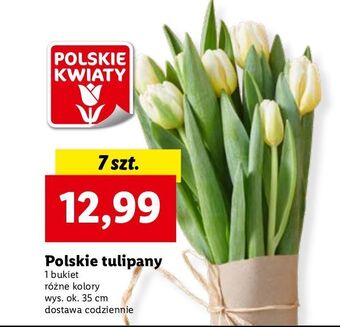 Lidl Tulipany oferta