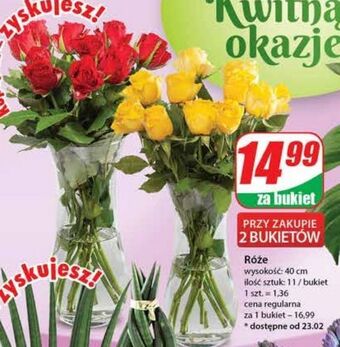 Dino Róże oferta