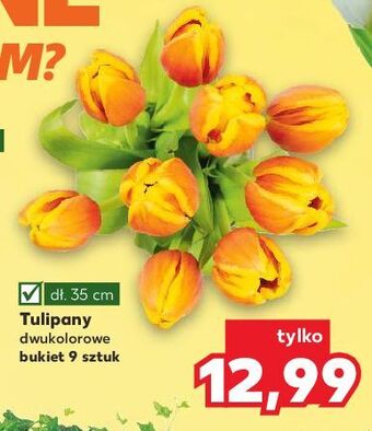 Kaufland Tulipany 35 cm oferta