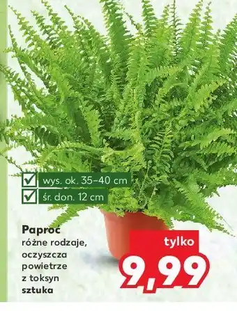 Kaufland Paproć 35-40 cm doniczka 12 oferta