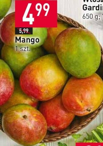 Stokrotka Mango 1szt. oferta