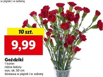 Lidl Goździki oferta