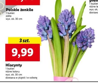 Lidl Hiacynt oferta