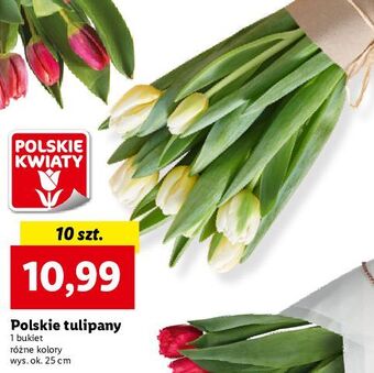 Lidl Tulipan oferta