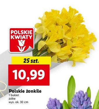 Lidl Żonkile oferta